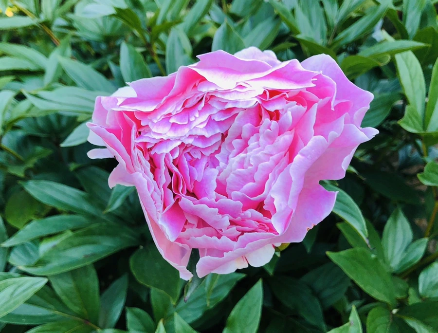 IMG_7673.jpg?type=w966