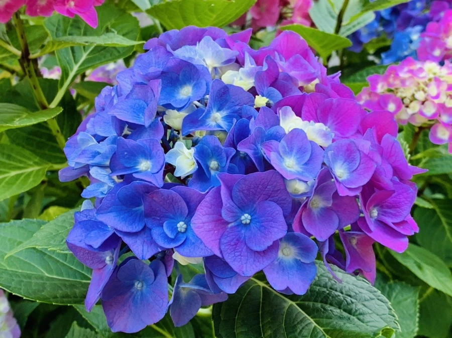 IMG_5216.jpg?type=w966