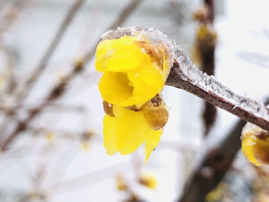 XYnPI1V1RxqNlACRRkfb0tIaFb4