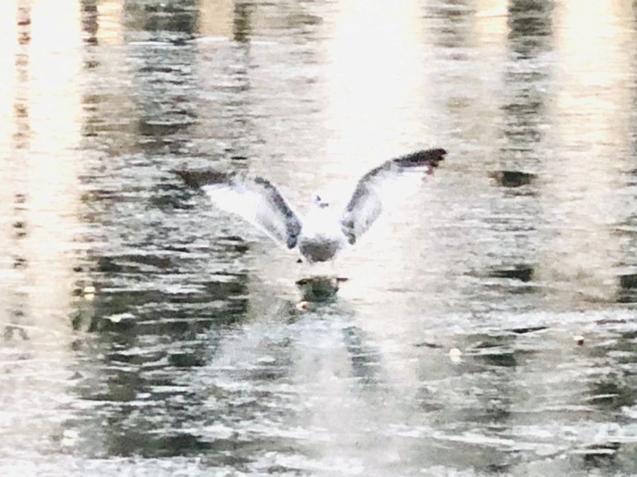 IMG_1952.jpg?type=w966