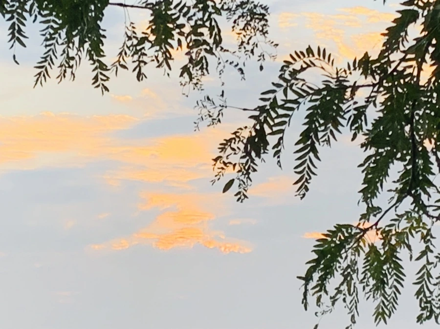 IMG_8201.jpg?type=w966