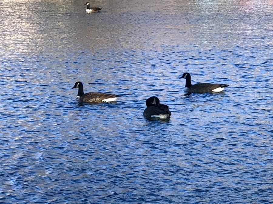 IMG_3818.jpg?type=w966