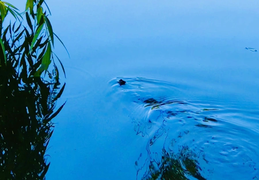 IMG_2591.jpg?type=w966