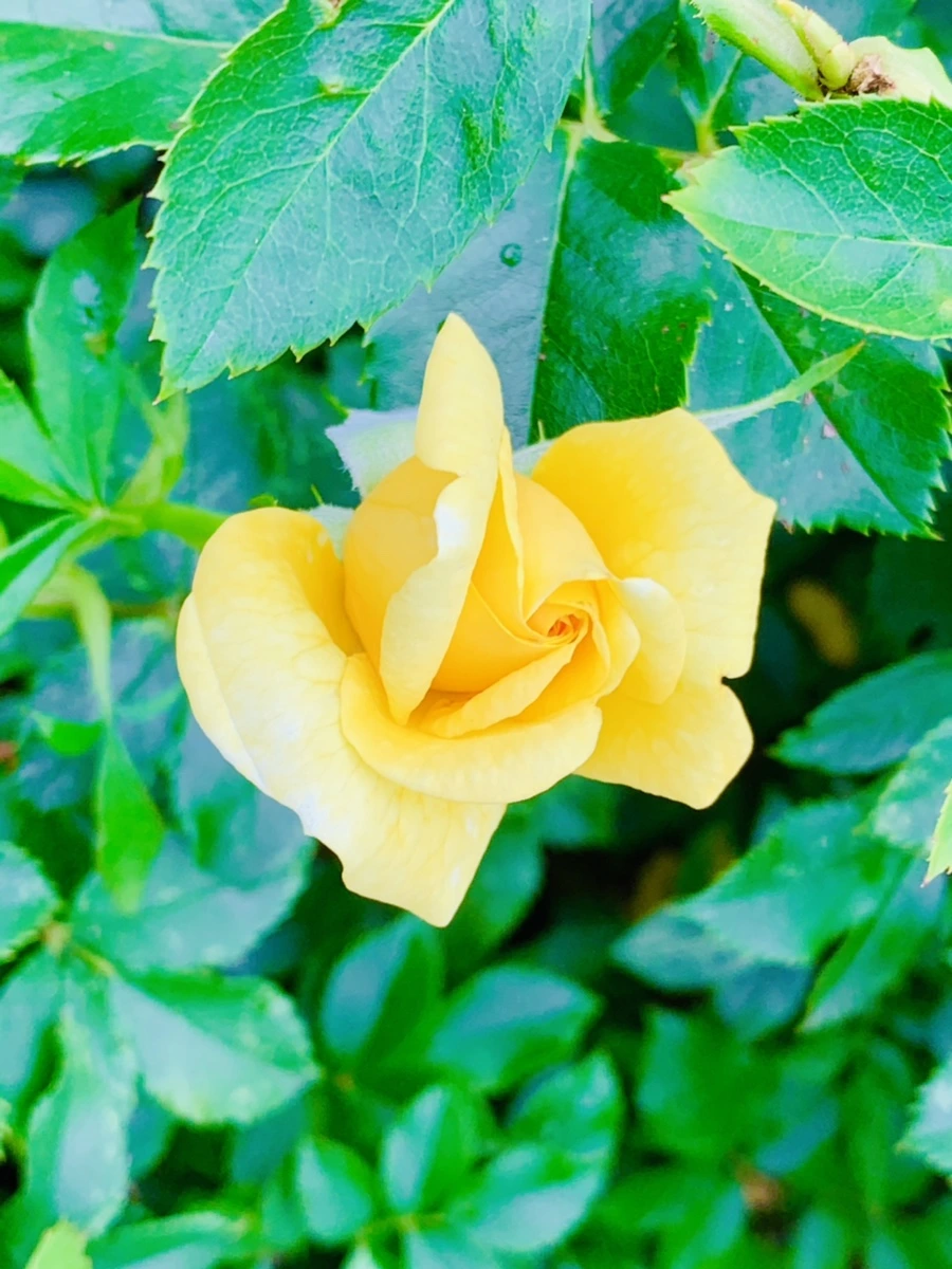 IMG_2683.jpg?type=w966