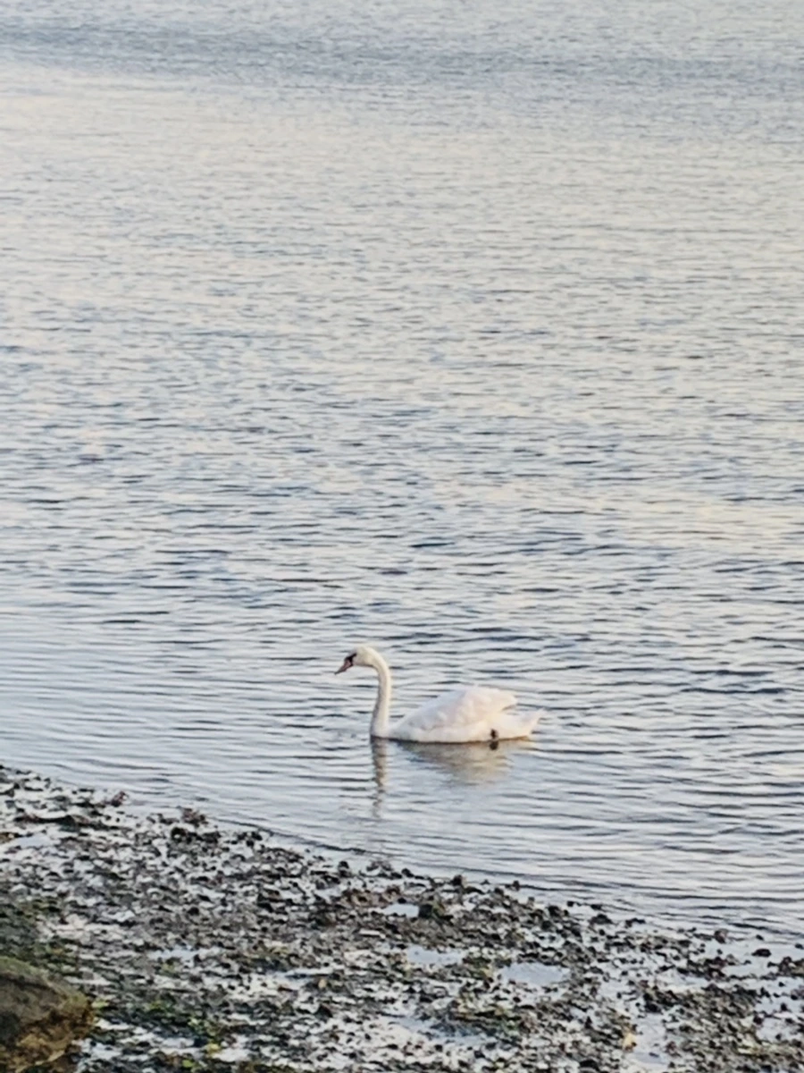 IMG_9534.jpg?type=w966