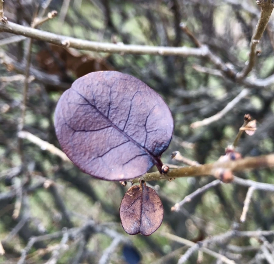 IMG_8167.jpg?type=w966