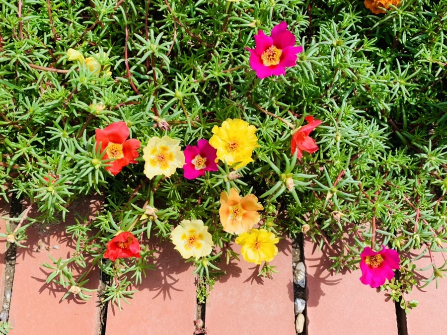 IMG_0660.jpg?type=w966