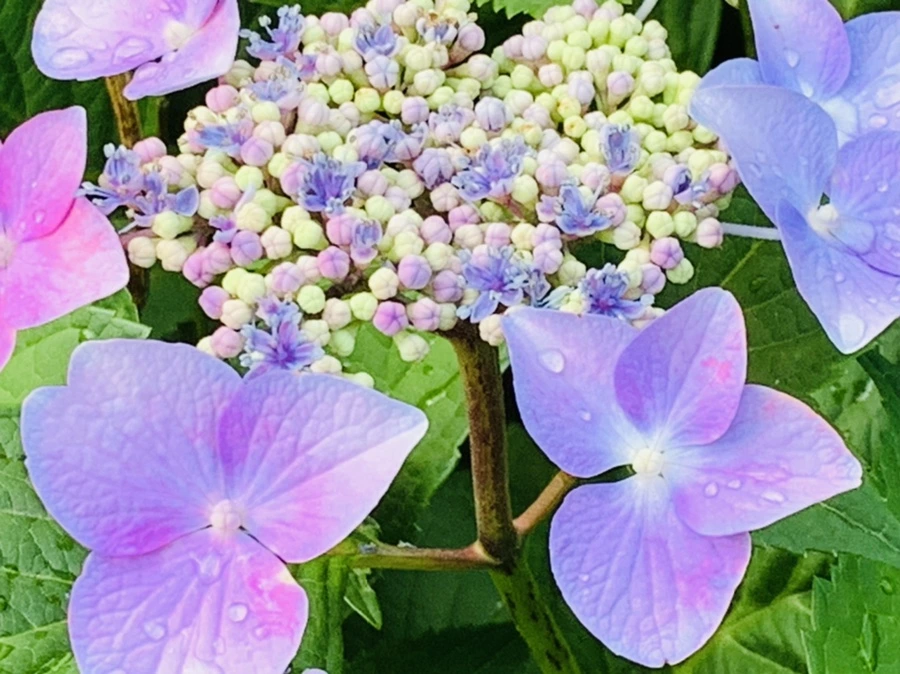 IMG_6047.jpg?type=w966