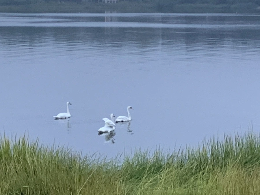 IMG_6646.jpg?type=w966