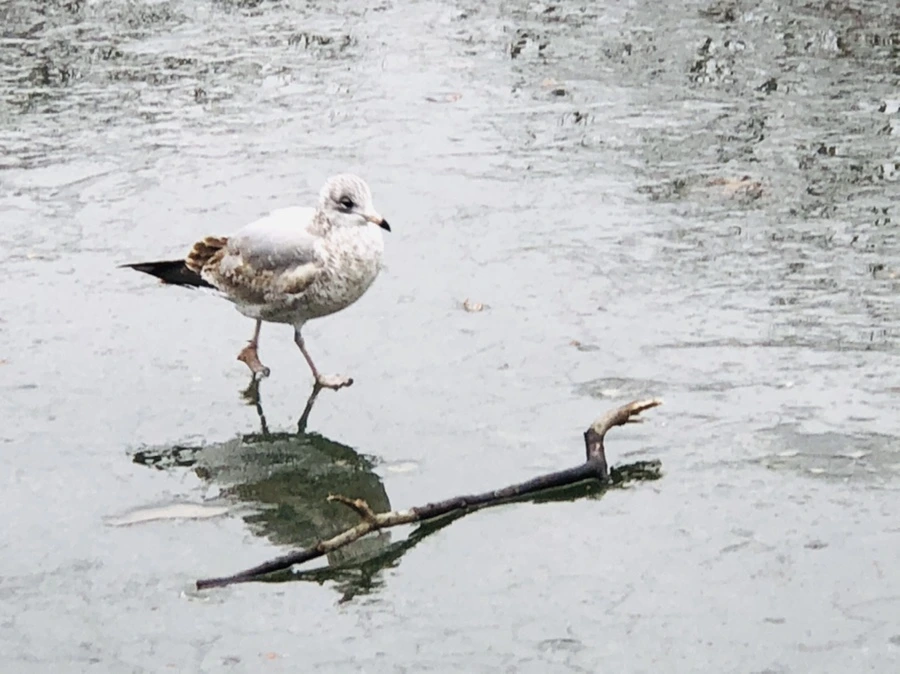 IMG_3125.jpg?type=w966