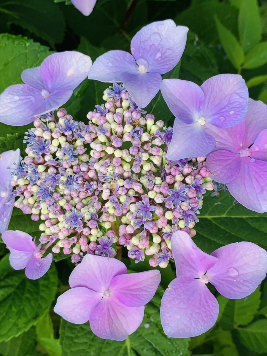 IMG_6004.jpg?type=w966