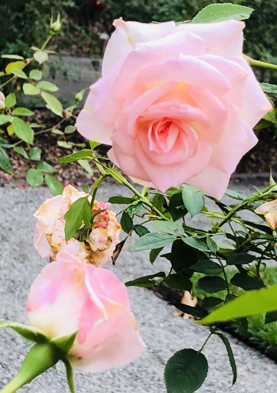 IMG_2237.jpg?type=w966