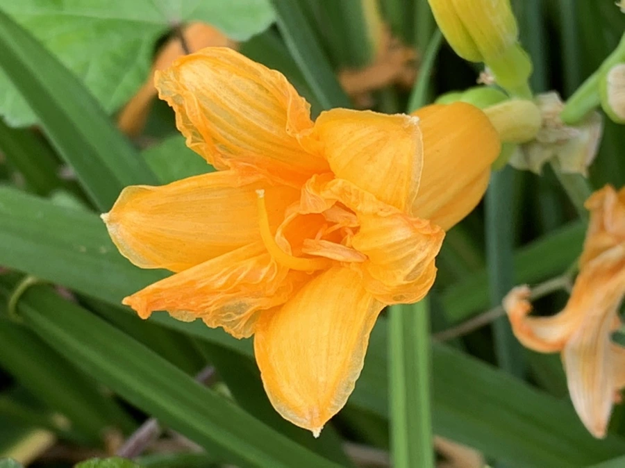 IMG_6027.jpg?type=w966