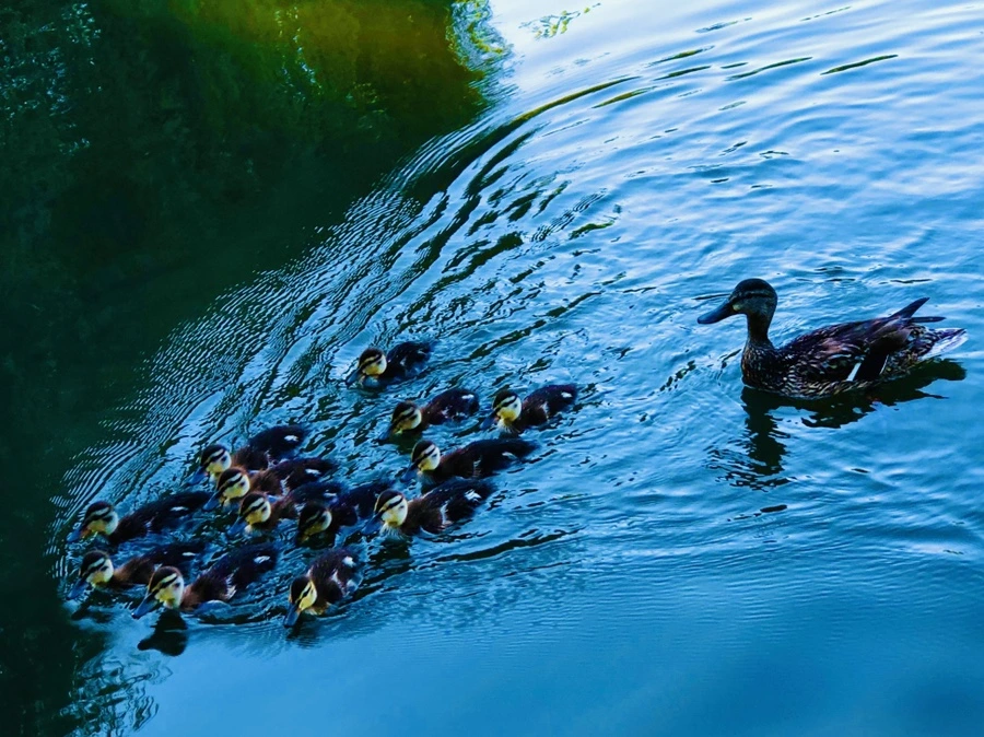 IMG_2684.jpg?type=w966