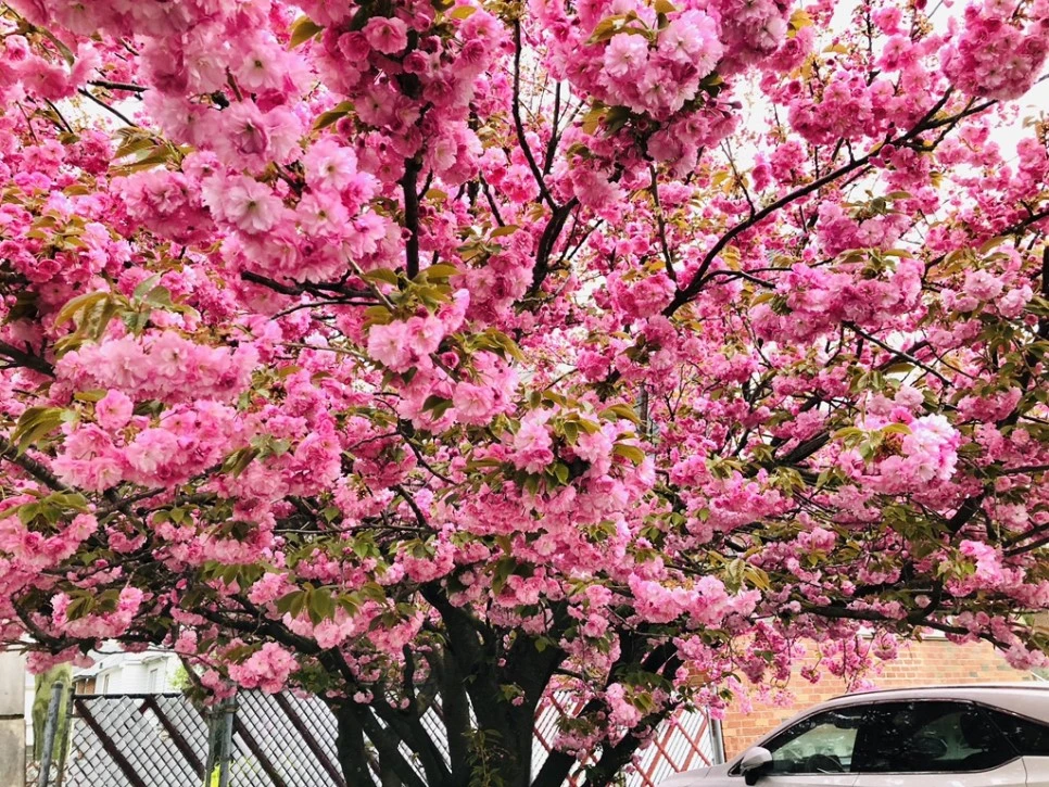 IMG_3469.jpg?type=w966