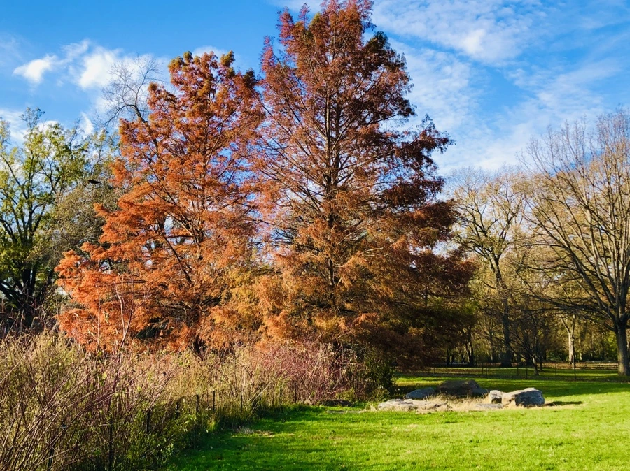 IMG_5009.jpg?type=w966