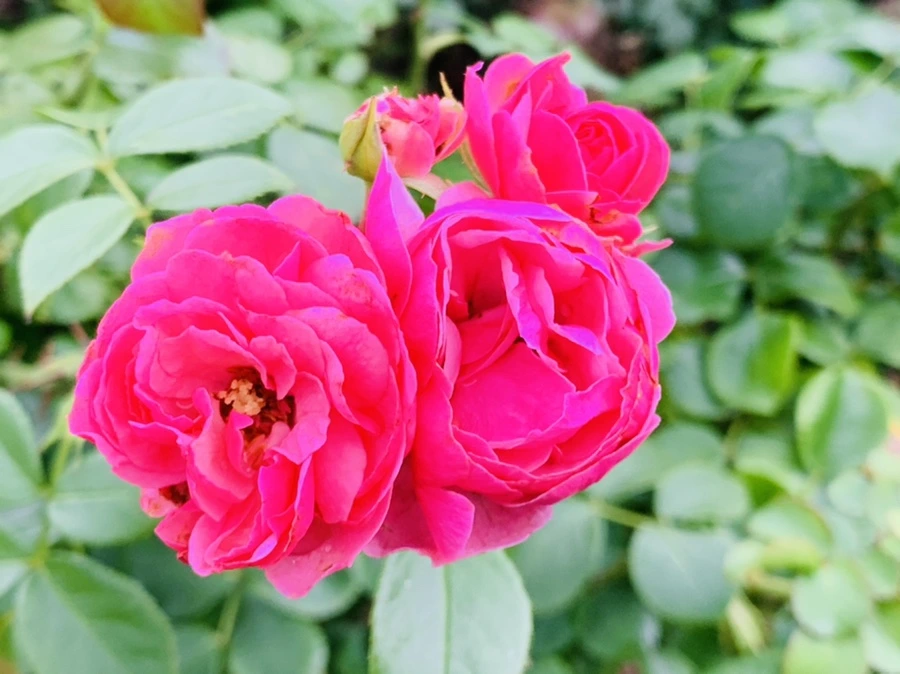 IMG_8766.jpg?type=w966