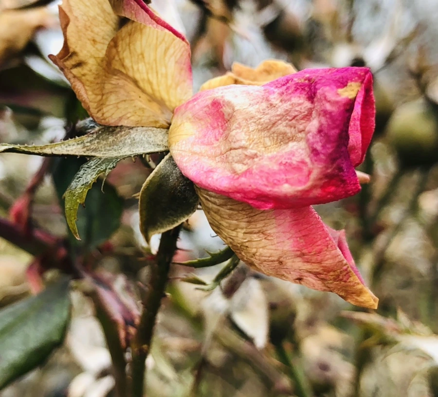 IMG_8786.jpg?type=w966