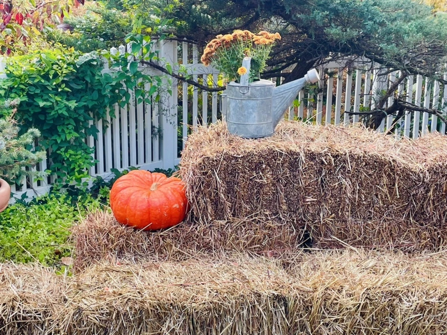 IMG_1008.jpg?type=w966