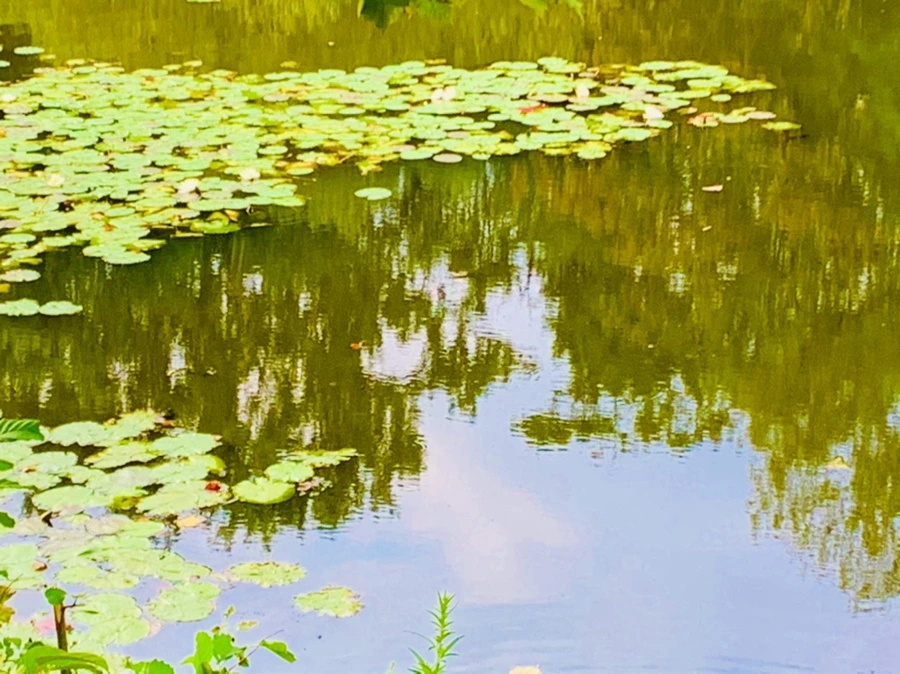 IMG_5832.jpg?type=w966