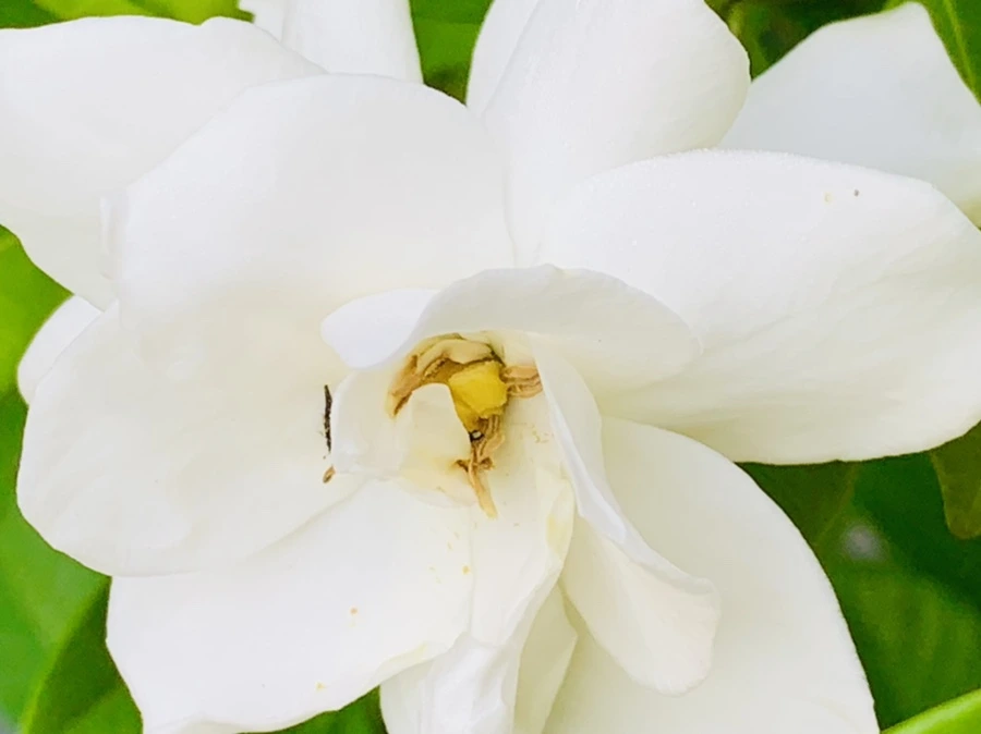 IMG_1061.jpg?type=w966