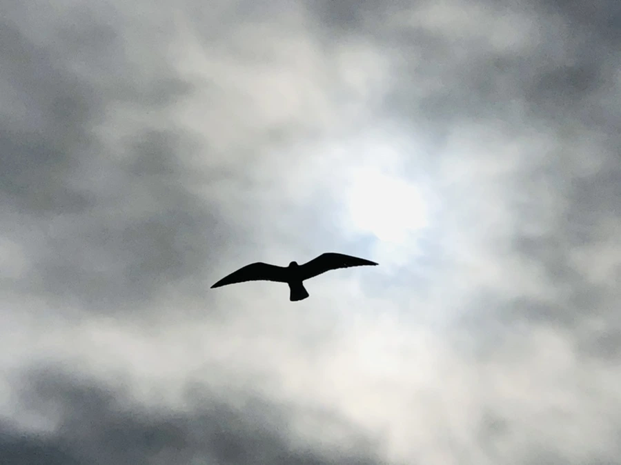 IMG_2485.jpg?type=w966