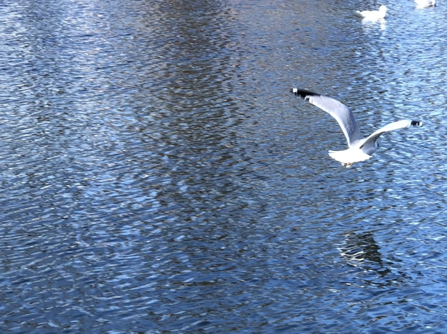 IMG_9697.jpg?type=w966