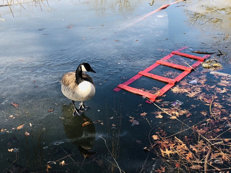 IMG_9242.jpg?type=w966