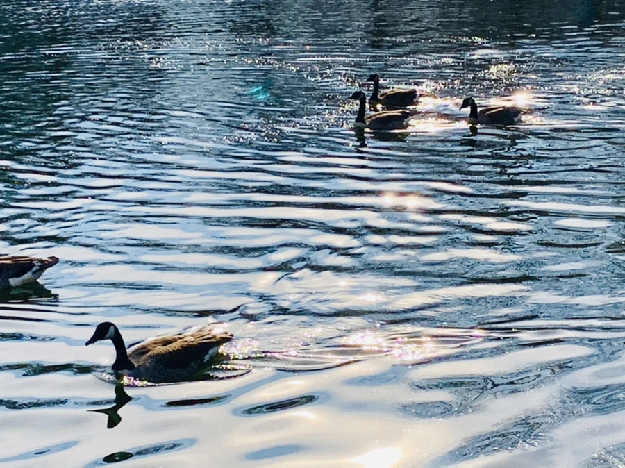 IMG_0371.jpg?type=w966