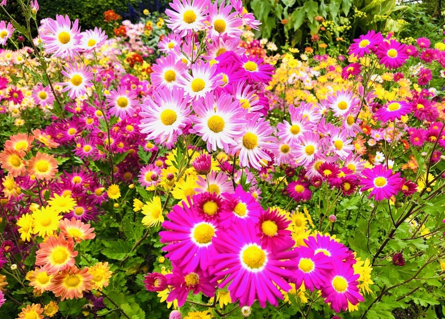 IMG_2631.jpg?type=w966