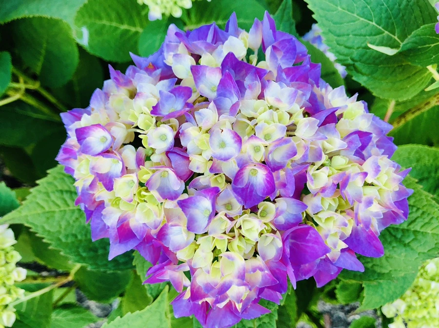 IMG_8529.jpg?type=w966