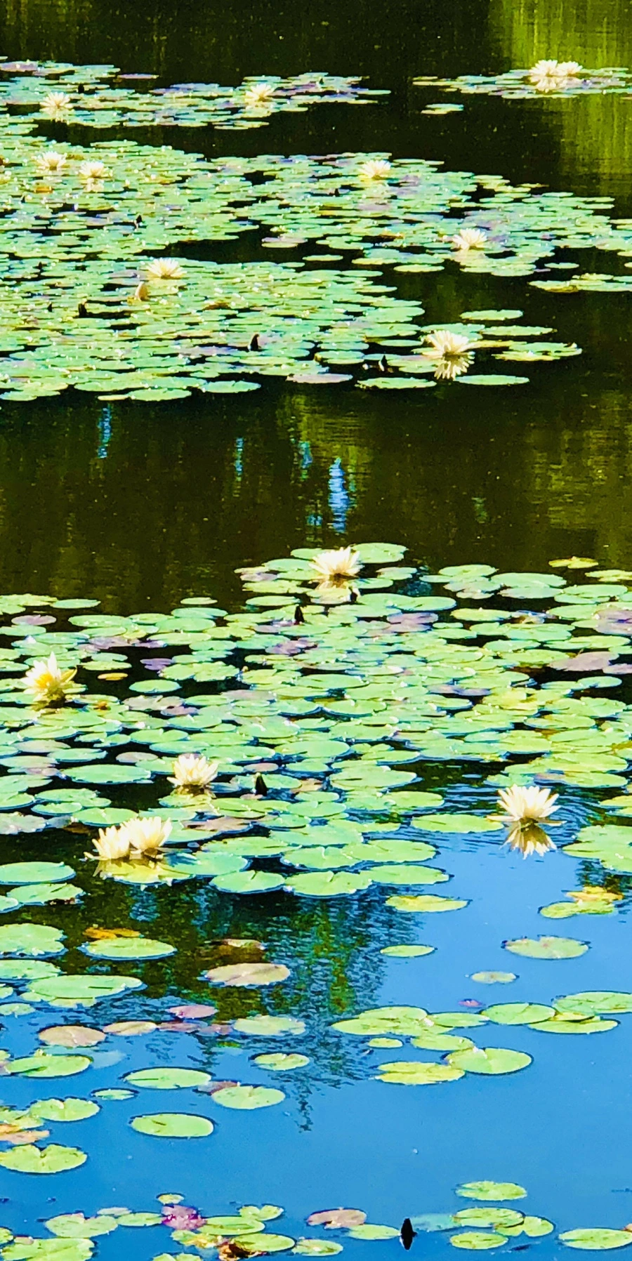 IMG_2316.jpg?type=w966