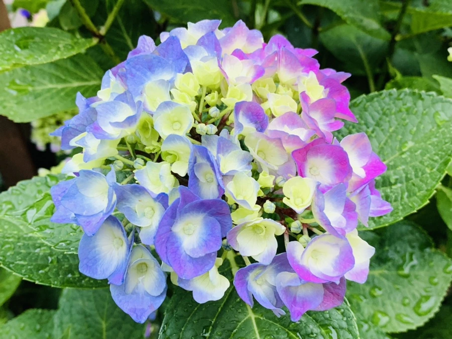 IMG_3482.jpg?type=w966