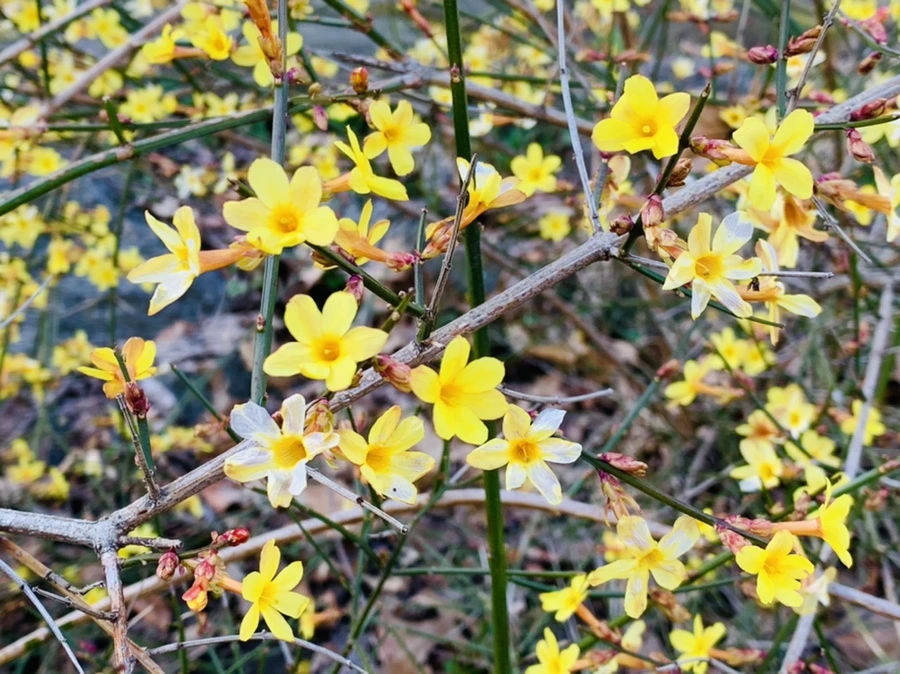 IMG_2674.jpg?type=w966