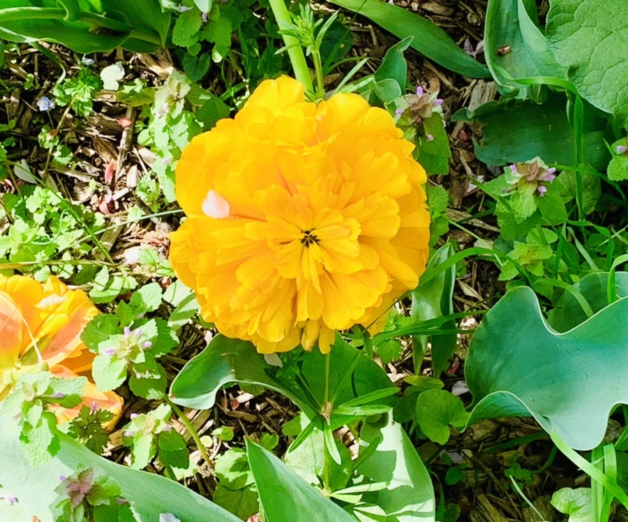 IMG_7045.jpg?type=w966