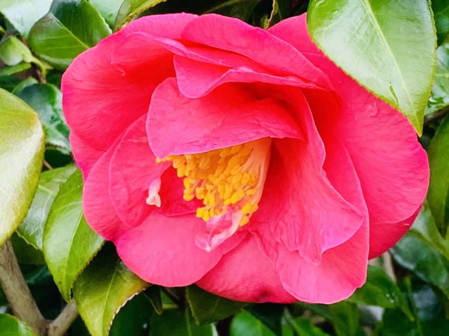 IMG_6242.jpg?type=w966