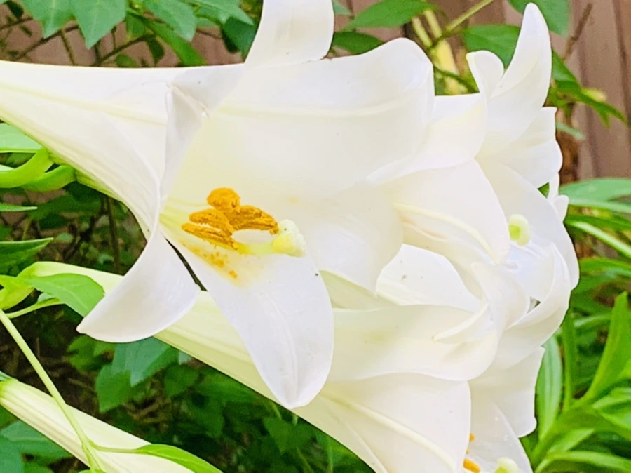 IMG_1023.jpg?type=w966