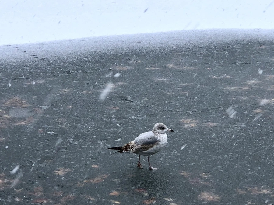 IMG_5958.jpg?type=w966