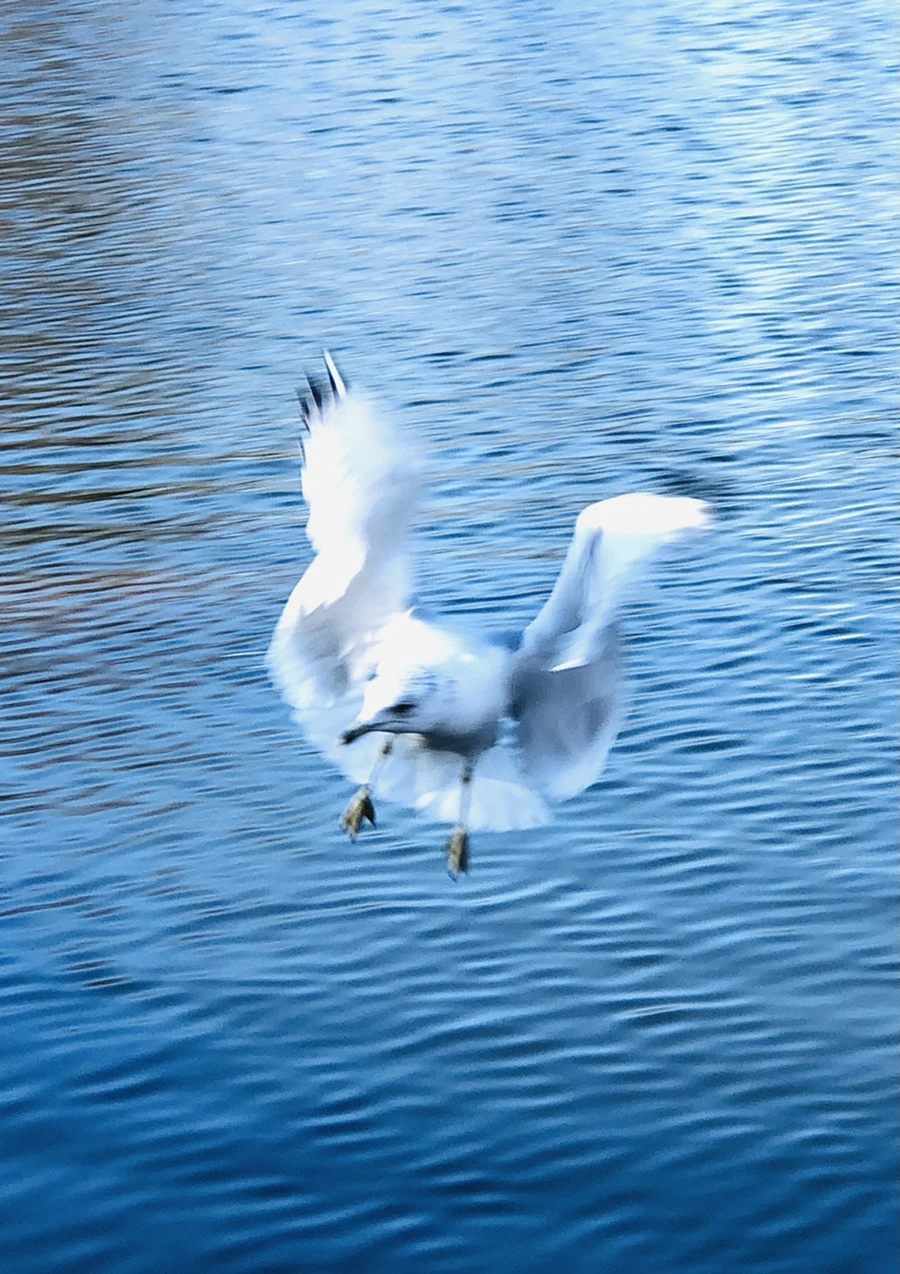 IMG_9695.jpg?type=w966