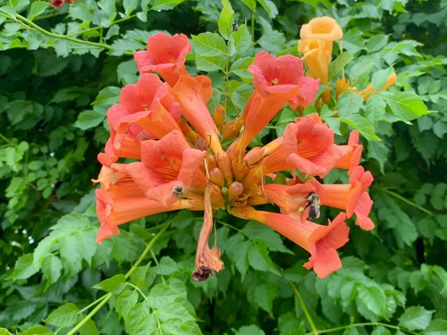 IMG_2355.jpg?type=w966