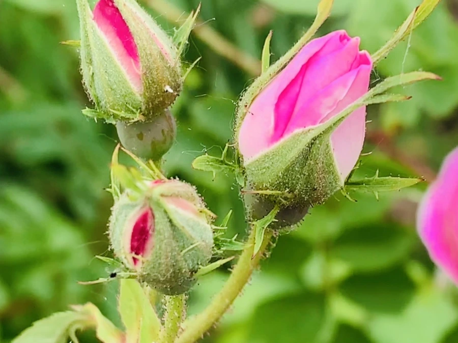 IMG_4855.jpg?type=w966