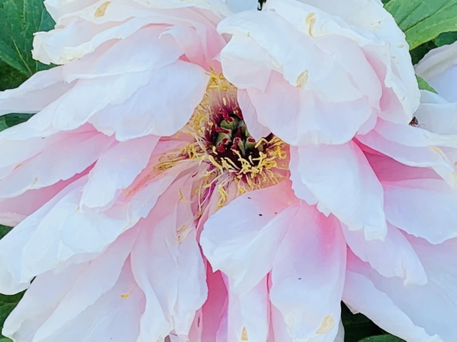 IMG_1994.jpg?type=w966