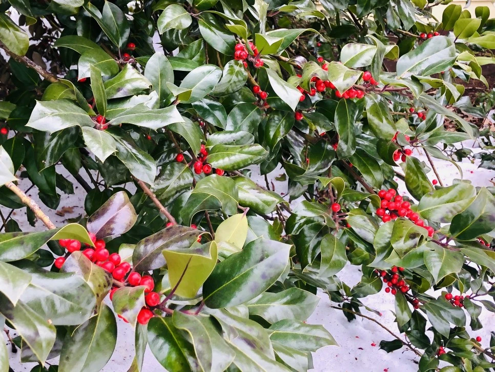 IMG_2667.jpg?type=w966