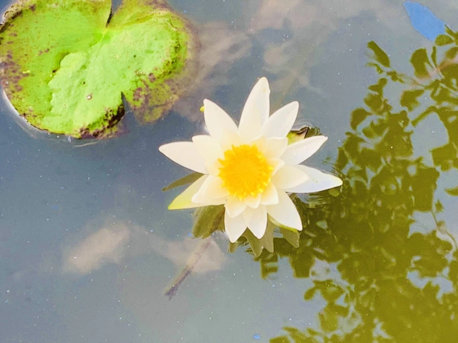 IMG_5855.jpg?type=w966