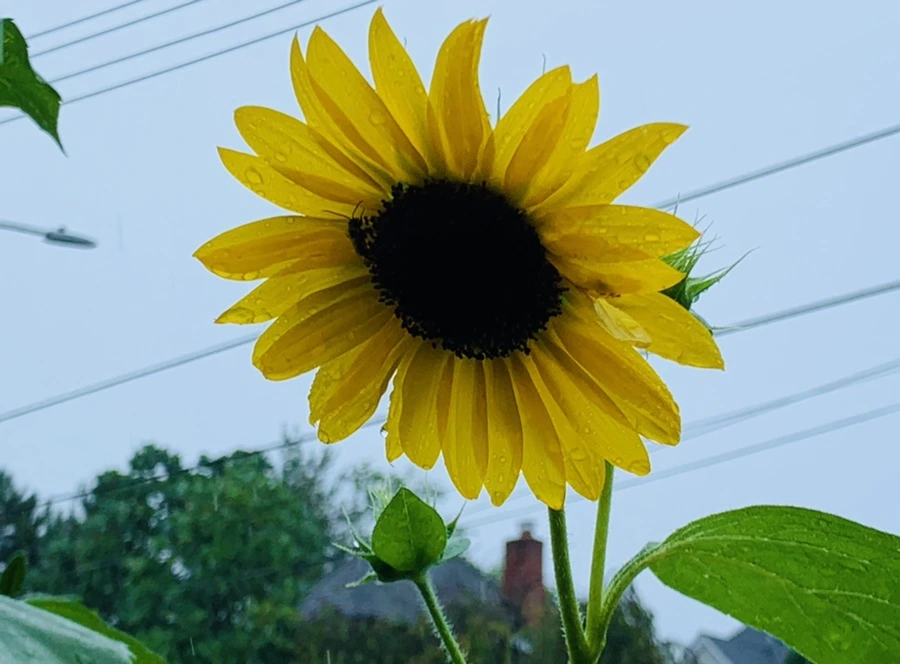 IMG_3802.jpg?type=w966