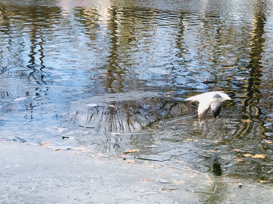 IMG_1827.jpg?type=w966