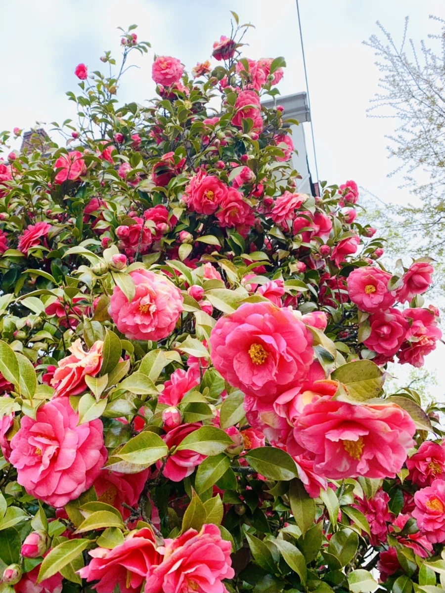 IMG_2922.jpg?type=w966