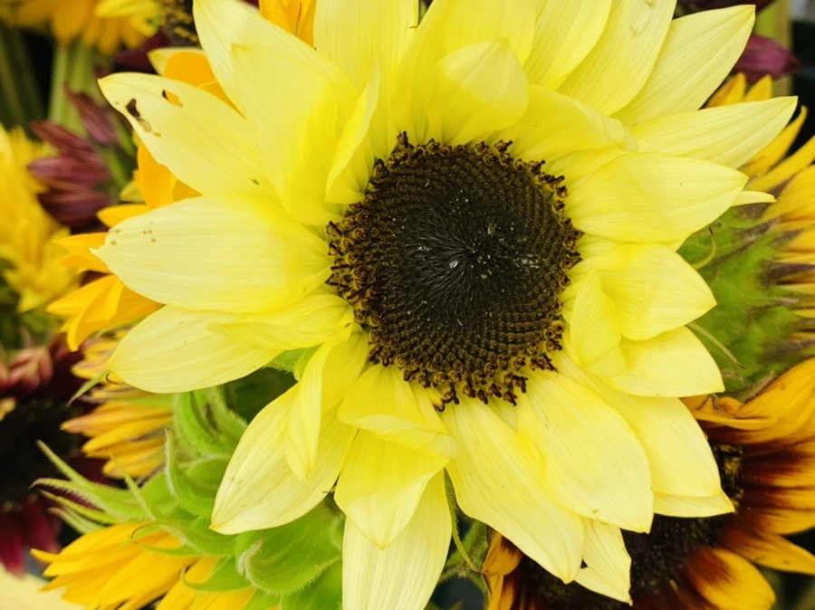 IMG_6629.jpg?type=w966