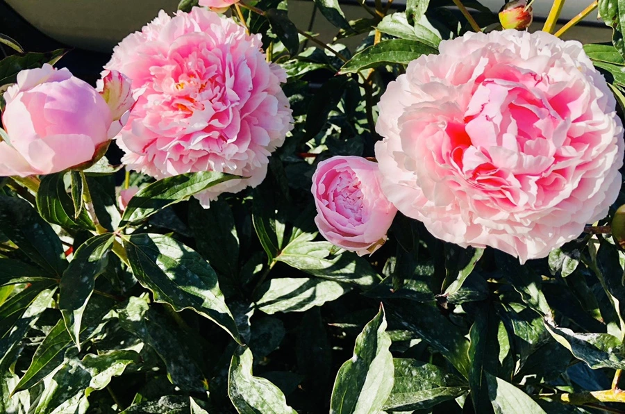 IMG_7812.jpg?type=w966