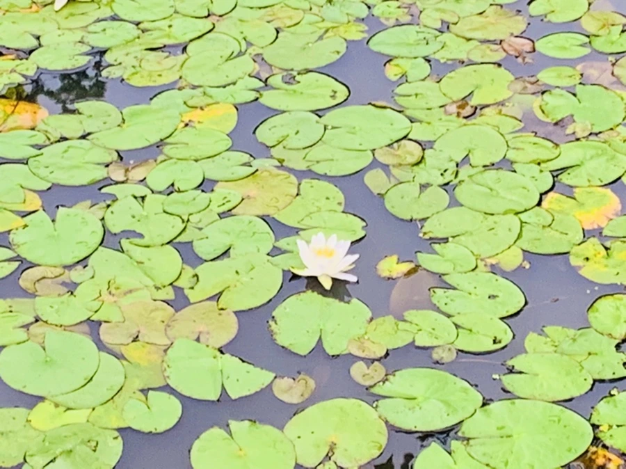 IMG_7174.jpg?type=w966